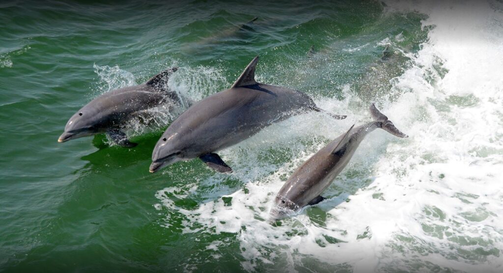 Dolphin Tour