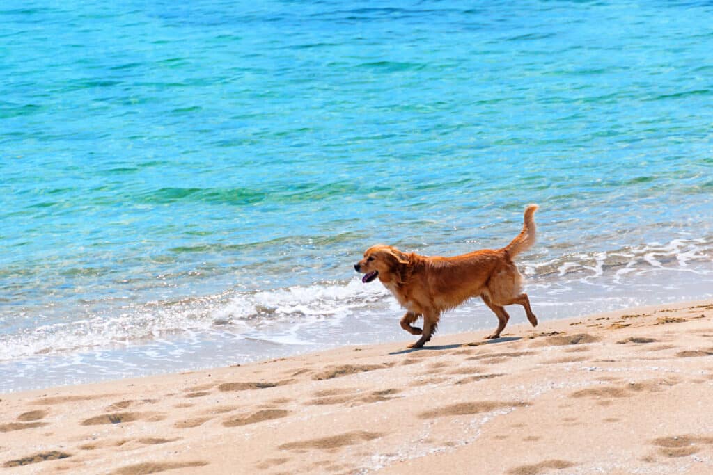 Bowman's Beach a dog friendly beach in Sanibel Florida