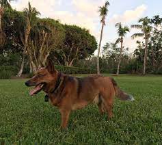 Delnor-Wiggins Pass State Park dog park and beach