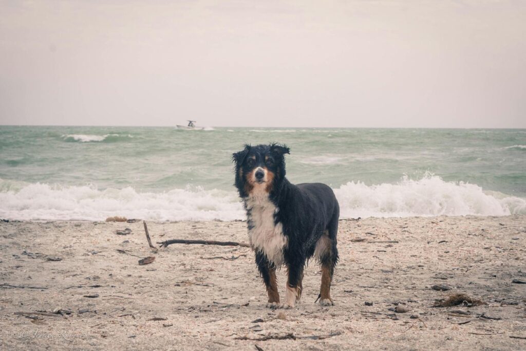 Gulfside City Park Beach (Algiers) in Sanibel and dog friendly beach