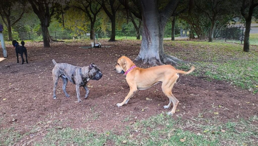 Dogs playing at Rotary Park in Cape Coral