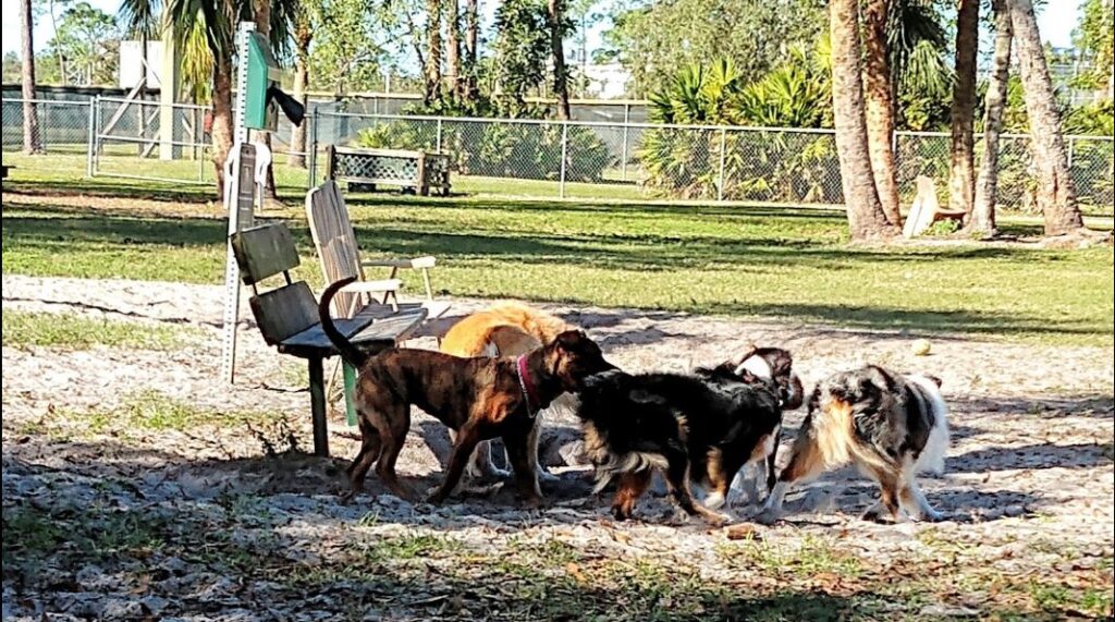 Rover Run Dog Park In Naples