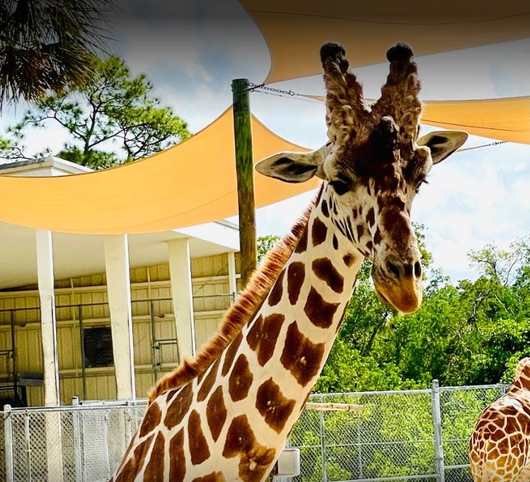 Naples Zoo Giraffe