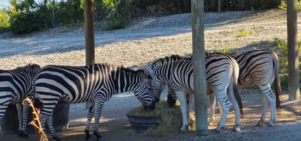 Zebras At The Naples Zoo