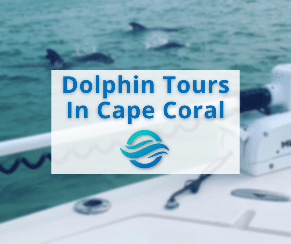 Dolphin Tours In Cape Coral