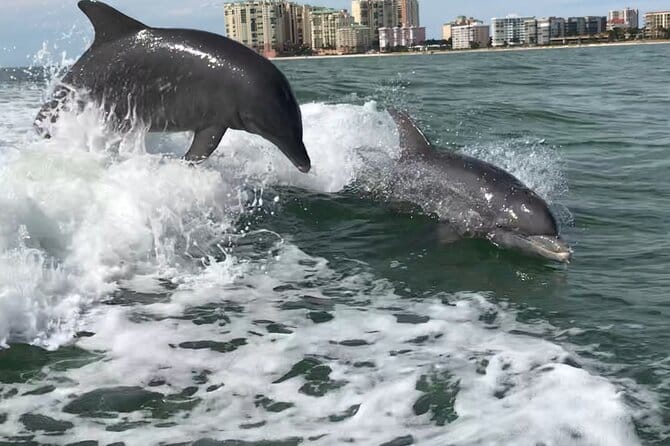 Naples Florida dolphin tour
