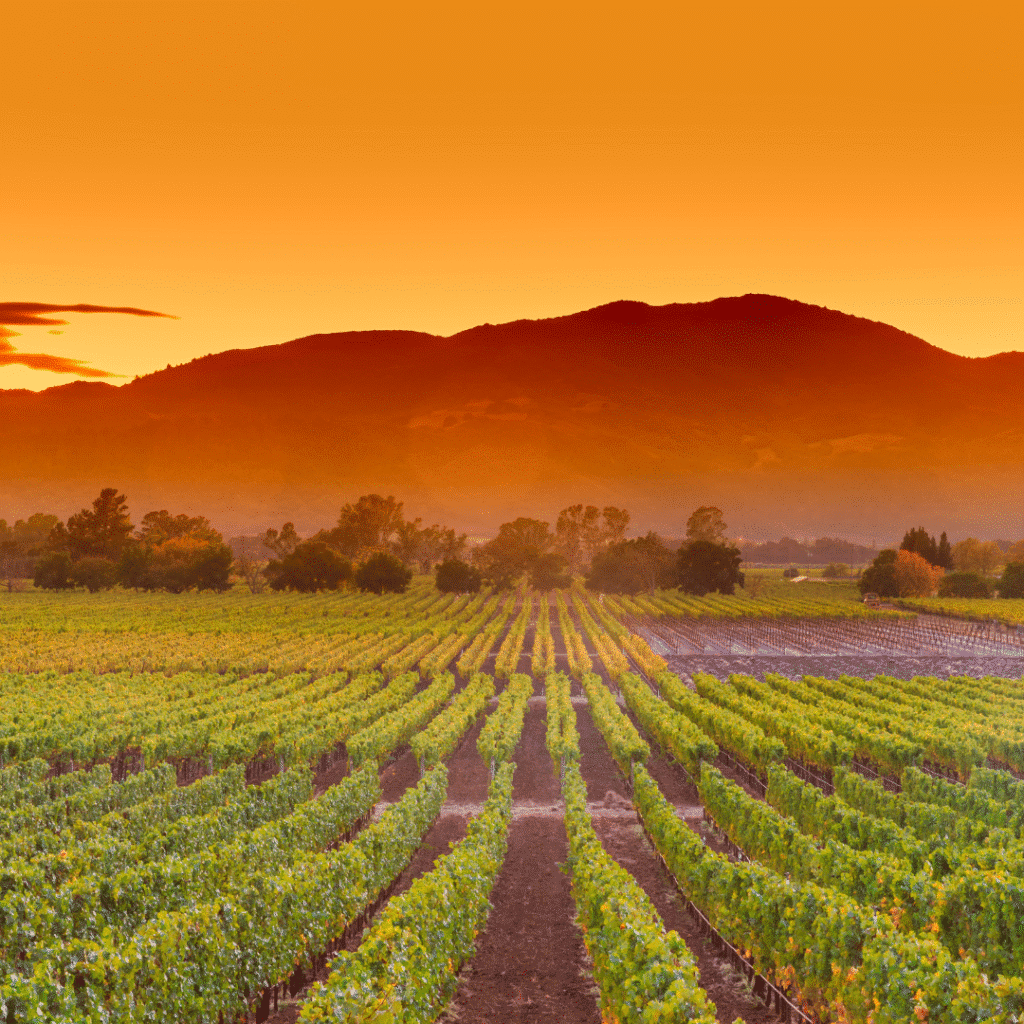Napa Valley Vineyard, in California